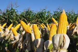 Maranhão: milho e soja representam 90% da agricultura estadual e expectativa é positiva para próximas safras